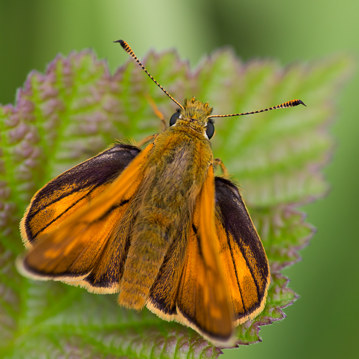 Rostfarbiger Dickkopffalter 1